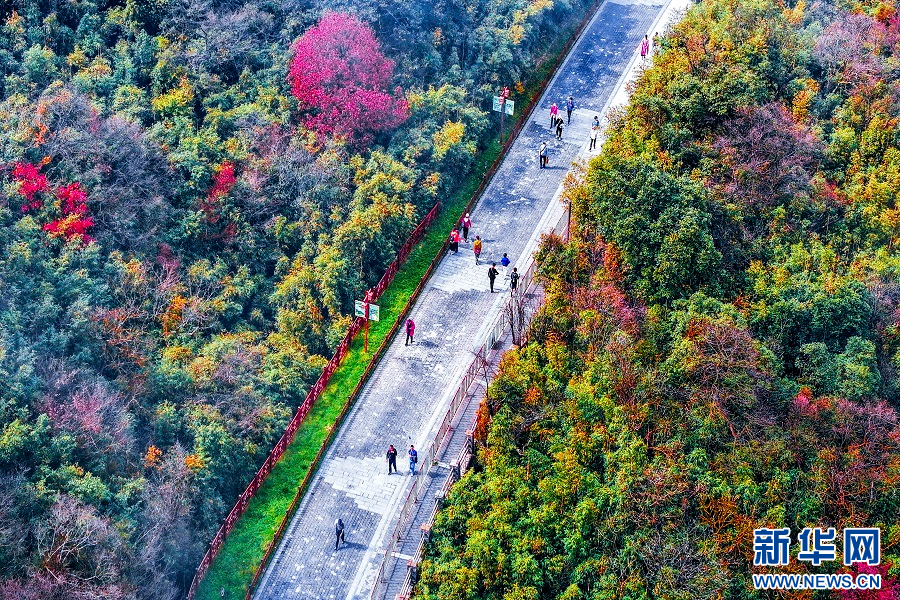 重庆南川：金佛山彩林如画(图5)