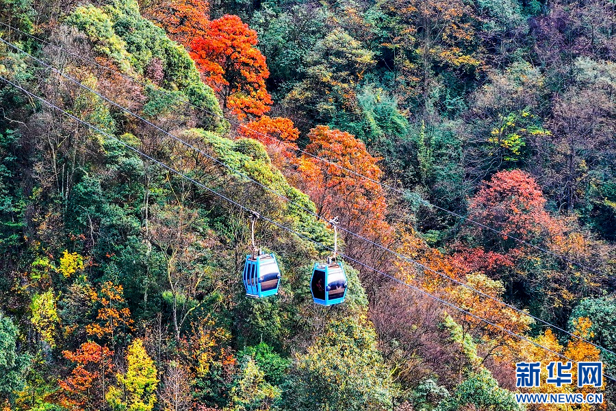 重庆南川：金佛山彩林如画(图4)