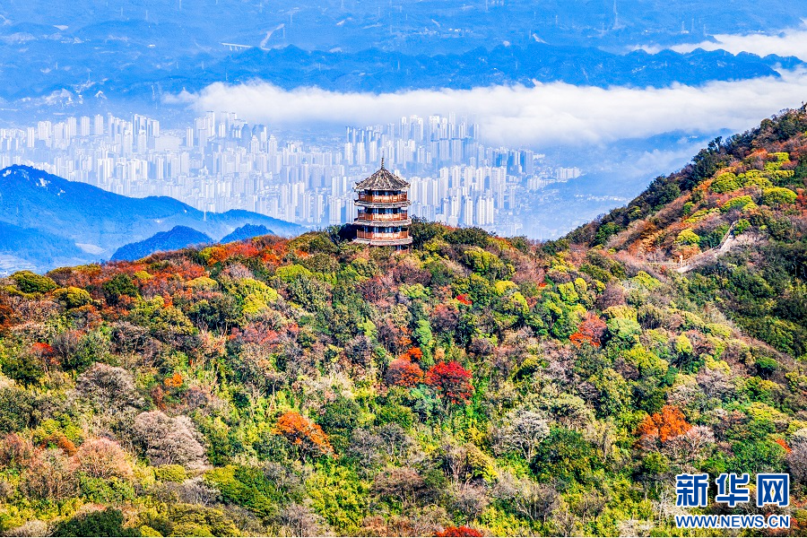 重庆南川：金佛山彩林如画(图6)